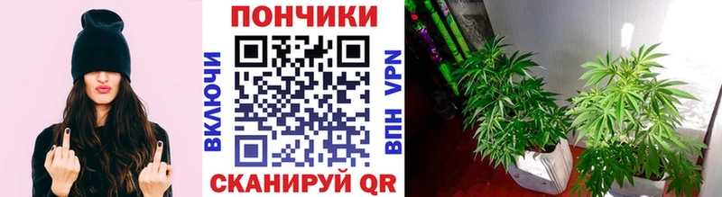 Шишки марихуана марихуана как найти Грайворон